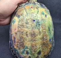 Blessing buddha Ghost Turtle 