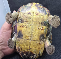 Blessing buddha Ghost Turtle 