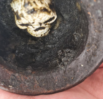 Blessing buddha Hacom Black Skull Namanprai  Ajhan Tom 
