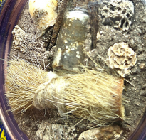 Blessing buddha Mae Lidah, Blessing Ajhan Tom 