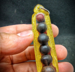 BlessingBuddha.Com Rainbows Pills Takrut