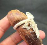 BlessingBuddha.Com Palakik Aj. Fon 2015